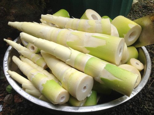 Bamboo (Mwanzi): The Woody Grass That Built Civilisations, Fed Families, and Still Belongs in the Kitchen